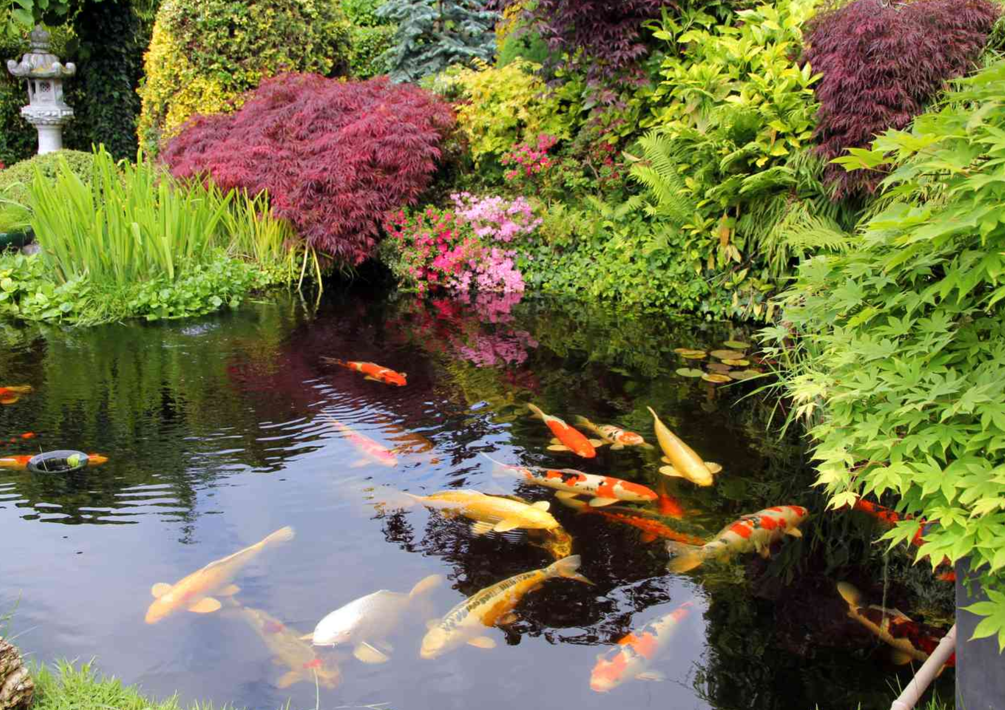 Koi Pond
